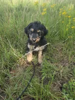 Silky, a female Shepadoodle for sale in Mount Pleasant, TN – Photo 4 of 4