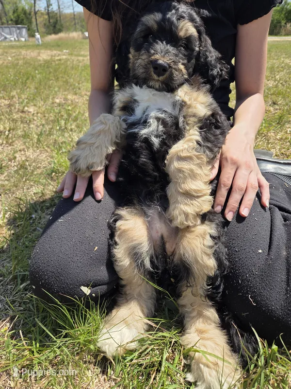 Silky – Shepadoodle puppy for sale in Mount Pleasant, TN
