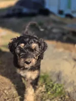 Silky, a female Shepadoodle for sale in Mount Pleasant, TN – Photo 3 of 4
