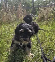Silky, a female Shepadoodle for sale in Mount Pleasant, TN – Photo 2 of 4