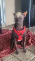 Xoloitzcuintle #1 Chicle, a female Xoloitzcuintli for sale in Merced, CA – 5 of 8