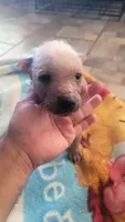 Xoloitzcuintle #1 (aka hard hat), a male Xoloitzcuintli for sale in Merced, CA – 2 of 7