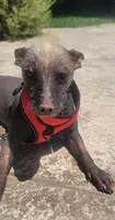 Xoloitzcuintle #1 Chicle, a female Xoloitzcuintli for sale in Merced, CA – 6 of 8