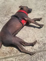 Xoloitzcuintle #1 Chicle, a female Xoloitzcuintli for sale in Merced, CA – 8 of 8