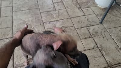 Xoloitzcuintle Luna puppy #2, a female Xoloitzcuintli for sale in Merced, CA – 3 of 3