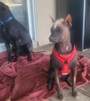 Xoloitzcuintle #1 Chicle, a female Xoloitzcuintli for sale in Merced, CA – 7 of 8