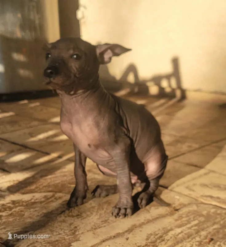 Xoloitzcuintle #2 (aka ojitos) – Xoloitzcuintli puppy for sale in Merced, CA
