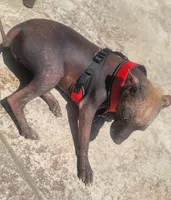 Xoloitzcuintle #1 Chicle, a female Xoloitzcuintli for sale in Merced, CA – 2 of 8