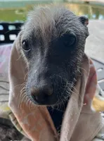 Xoloitzcuintle #1 Chicle, a female Xoloitzcuintli for sale in Merced, CA – 3 of 8