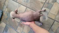 Xoloitzcuintle #1 (aka hard hat), a male Xoloitzcuintli for sale in Merced, CA – 5 of 7