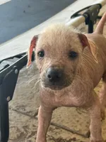 Xoloitzcuintle #1 (aka hard hat), a male Xoloitzcuintli for sale in Merced, CA – 1 of 7