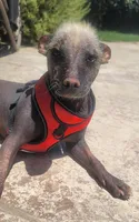 Xoloitzcuintle #1 Chicle, a female Xoloitzcuintli for sale in Merced, CA – 4 of 8
