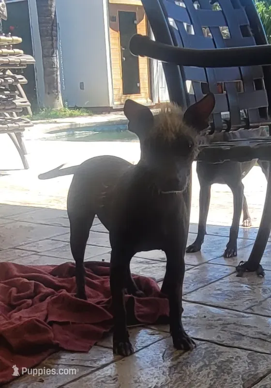Xoloitzcuintle #1 Chicle – Xoloitzcuintli puppy for sale in Merced, CA