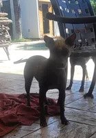 Xoloitzcuintle #1 Chicle, a female Xoloitzcuintli for sale in Merced, CA – 1 of 8