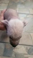 Xoloitzcuintle #1 (aka hard hat), a male Xoloitzcuintli for sale in Merced, CA – 3 of 7