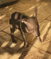 Xoloitzcuintle #2 (aka ojitos), a female Xoloitzcuintli for sale in Merced, CA – 4 of 4