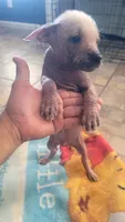 Xoloitzcuintle #1 (aka hard hat), a male Xoloitzcuintli for sale in Merced, CA – 6 of 7