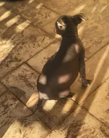 Xoloitzcuintle #2 (aka ojitos), a female Xoloitzcuintli for sale in Merced, CA – 3 of 4