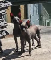 Xoloitzcuintle #1 Chicle, a female Xoloitzcuintli for sale in Merced, CA – 1 of 1