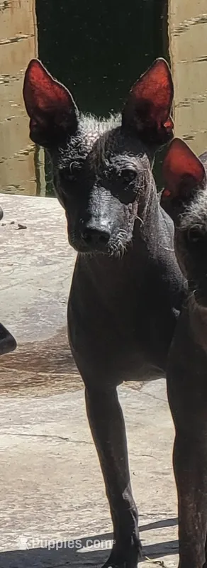 Xoloitzcuintle  Luna  – Xoloitzcuintli puppy for sale in Merced, CA