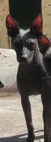 Xoloitzcuintle  Luna , a female Xoloitzcuintli for sale in Merced, CA – 1 of 1