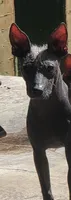 Xoloitzcuintle Luna puppy #2, a female Xoloitzcuintli for sale in Merced, CA – 2 of 3