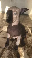 Xoloitzcuintle #2 (aka ojitos), a female Xoloitzcuintli for sale in Merced, CA – 2 of 4