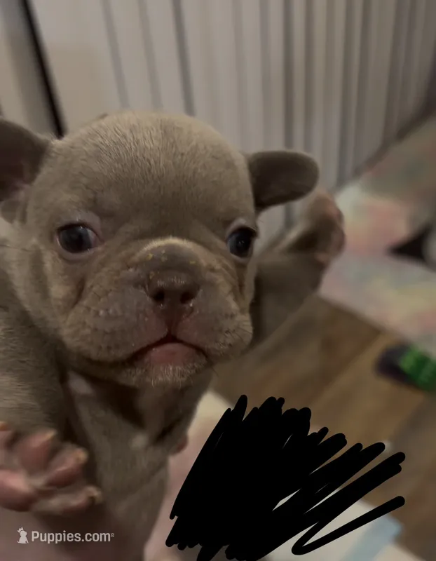Fluffy, a male French Bulldog for sale in San Bernardino, CA – 1 of 1
