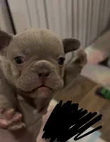 Fluffy, a male French Bulldog for sale in San Bernardino, CA – 1 of 1