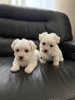 processed/ff2a7265-3f73-4ca2-b4f8-77111837bf04/listing/6f2d96f0-5826-4e60-af3d-28094a7664ba/942d6329-79ee-40e8-a41d-d5ae019afe3d