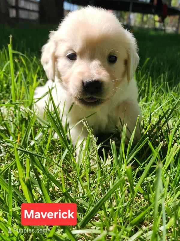 Maverick Red boy – English Cream Golden Retriever puppy for sale in Cortez, CO