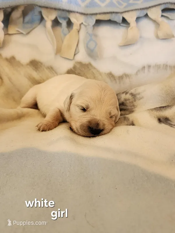 White girl – English Cream Golden Retriever puppy for sale in Cortez, CO