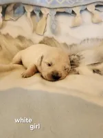 White girl, a female English Cream Golden Retriever for sale in Cortez, CO – 1 of 5