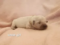 White girl, a female English Cream Golden Retriever for sale in Cortez, CO – 2 of 5