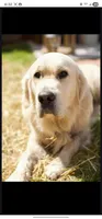 White girl, a female English Cream Golden Retriever for sale in Cortez, CO – 5 of 5