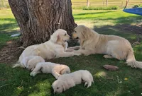 Aspen girl, a female English Cream Golden Retriever for sale in Cortez, CO – 7 of 9