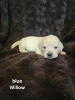 Willow Blue Girl, a female English Cream Golden Retriever for sale in Cortez, CO – 2 of 7