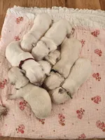 Green boy, a male English Cream Golden Retriever for sale in Cortez, CO – 3 of 5