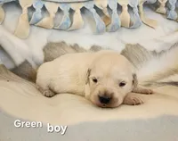 Green boy, a male English Cream Golden Retriever for sale in Cortez, CO – 1 of 5