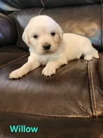 Willow Blue Girl, a female English Cream Golden Retriever for sale in Cortez, CO – 1 of 7