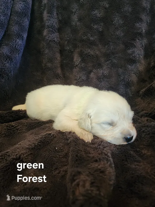 Forest  boy – English Cream Golden Retriever puppy for sale in Cortez, CO