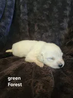 Forest  boy, a male English Cream Golden Retriever for sale in Cortez, CO – 1 of 6