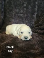 Luke Black boy, a male English Cream Golden Retriever for sale in Cortez, CO – 2 of 7