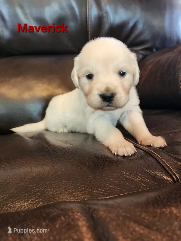 Maverick Red boy – English Cream Golden Retriever puppy for sale in Cortez, CO