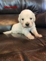 Maverick Red boy, a male English Cream Golden Retriever for sale in Cortez, CO – 1 of 7