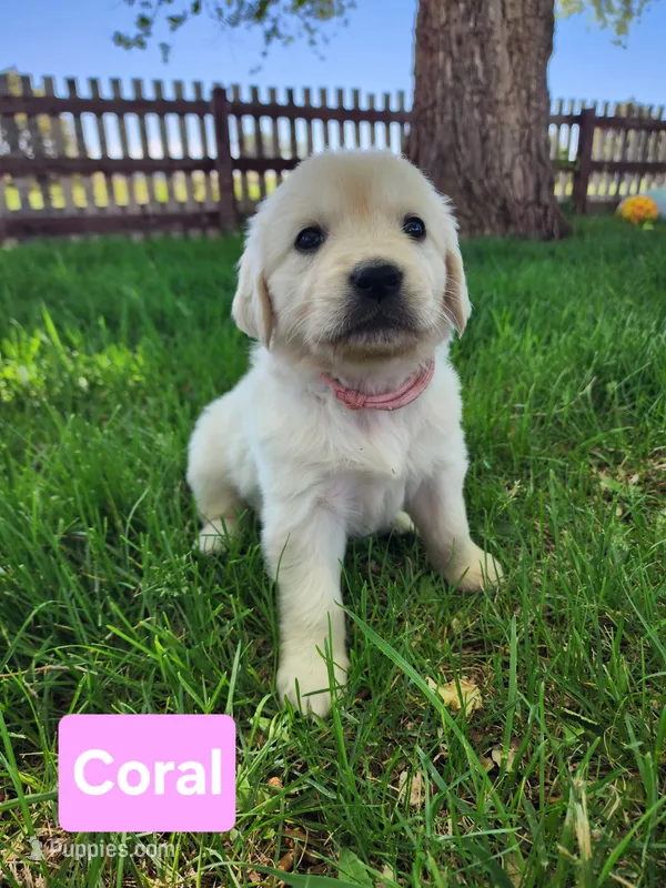 Coral Girl – English Cream Golden Retriever puppy for sale in Cortez, CO