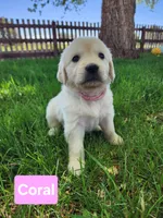 Coral Girl, a female English Cream Golden Retriever for sale in Cortez, CO – 1 of 8