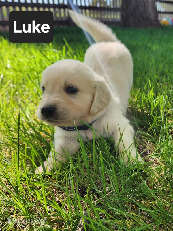 Luke Black boy – English Cream Golden Retriever puppy for sale in Cortez, CO