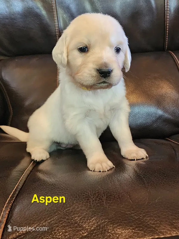 Aspen girl – English Cream Golden Retriever puppy for sale in Cortez, CO