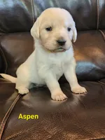 Aspen girl, a female English Cream Golden Retriever for sale in Cortez, CO – 1 of 7